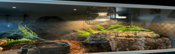 Python Snake reptiles for sale: female royal python and setup in Christchurch - Advert 7