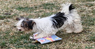 Biewer Terrier dogs - Advert 16
