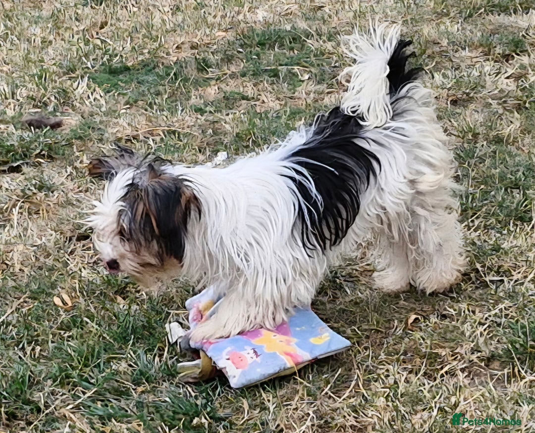 Biewer Terrier dogs for sale: Biewer Yorkshire Terrier MALE Puppy - Image 3