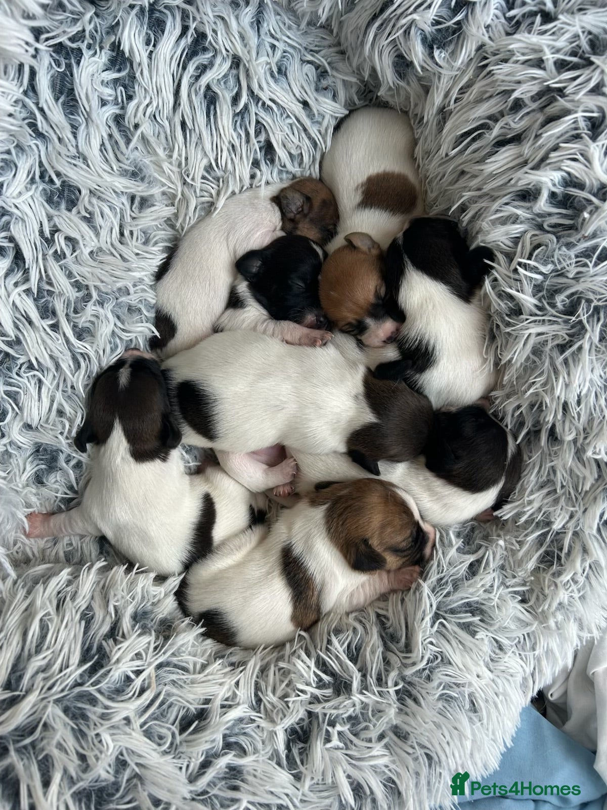 Jack Russell dogs Stunning short legged Jack Russells - Advert 17