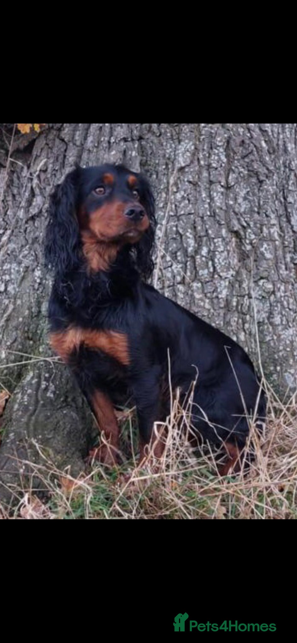 Cocker Spaniel dogs For Stud Proven KC reg Working Cocker Spaniel - Advert 1