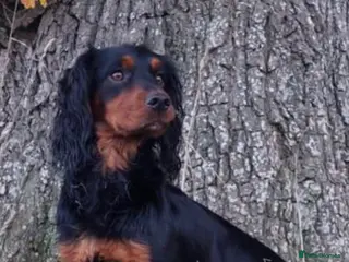 Cocker Spaniel dogs For Stud Proven KC reg Working Cocker Spaniel - Advert 1