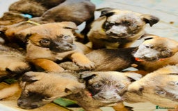 Belgian Shepherd Dog dogs for sale: Skye x Nines very last litter ever! 3B &7G  - Image 7