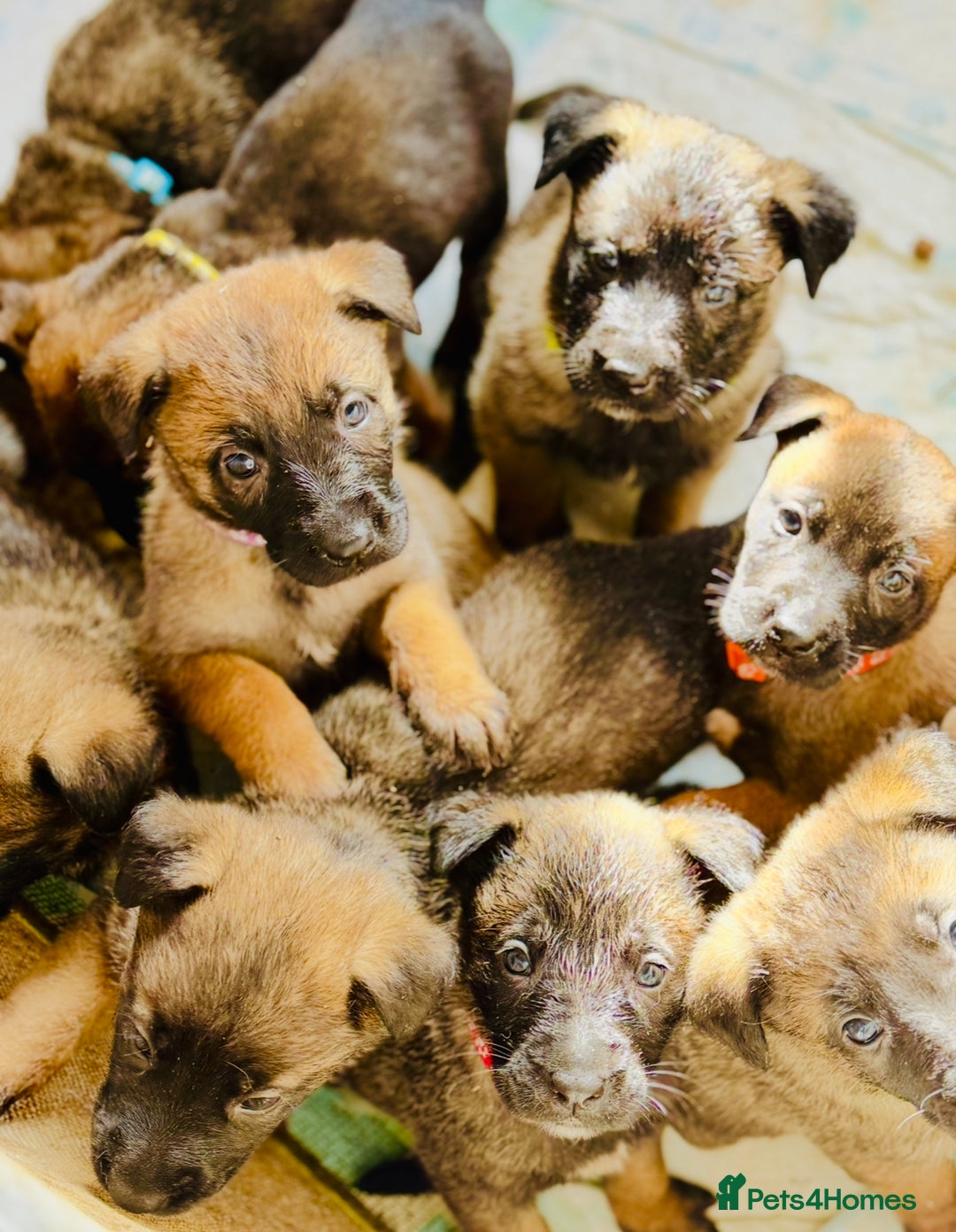 Belgian Shepherd Dog dogs for sale: Skye x Nines very last litter ever! 3B &7G  - Image 7