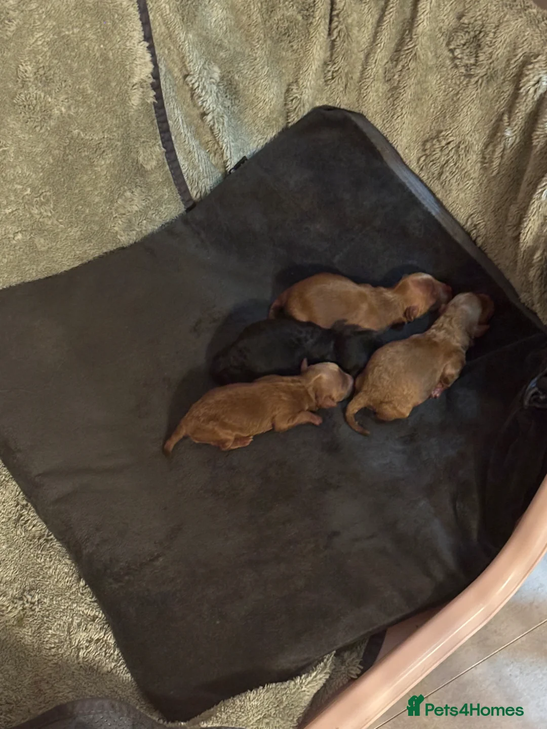 Cavapoochon dogs for sale: F1B Cavapoochon - Advert 2