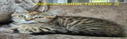 Mixed Breed cats for sale: Kittens x British blue shorthair crossed - Advert 2