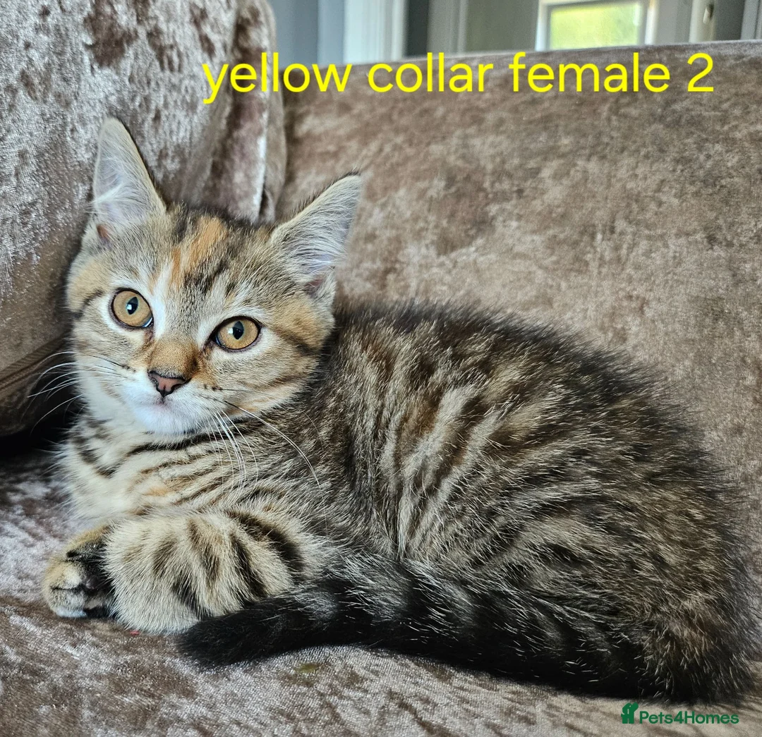 Mixed Breed cats for sale: Kittens x British blue shorthair crossed - Advert 2