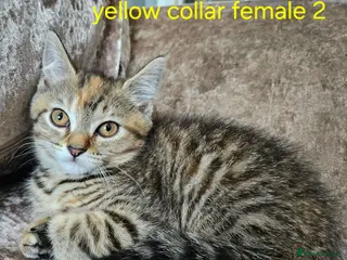 Mixed Breed cats 2 BROWN tabby females left British blue cross - Advert 4