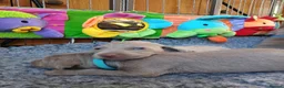 Weimaraner dogs for sale:  Beautiful KC Reg Puppies. Parents hip scored.  - Advert 34