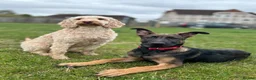 Mixed Breed dogs for sale: Security Dog for Sale  - Advert 13