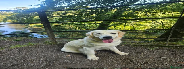 Maya