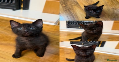 Mixed Breed cats 2 Tabby boy  - Advert 10