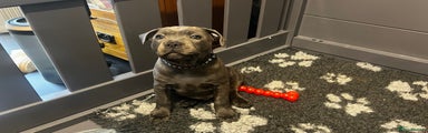 Staffordshire Bull Terrier Puppy 