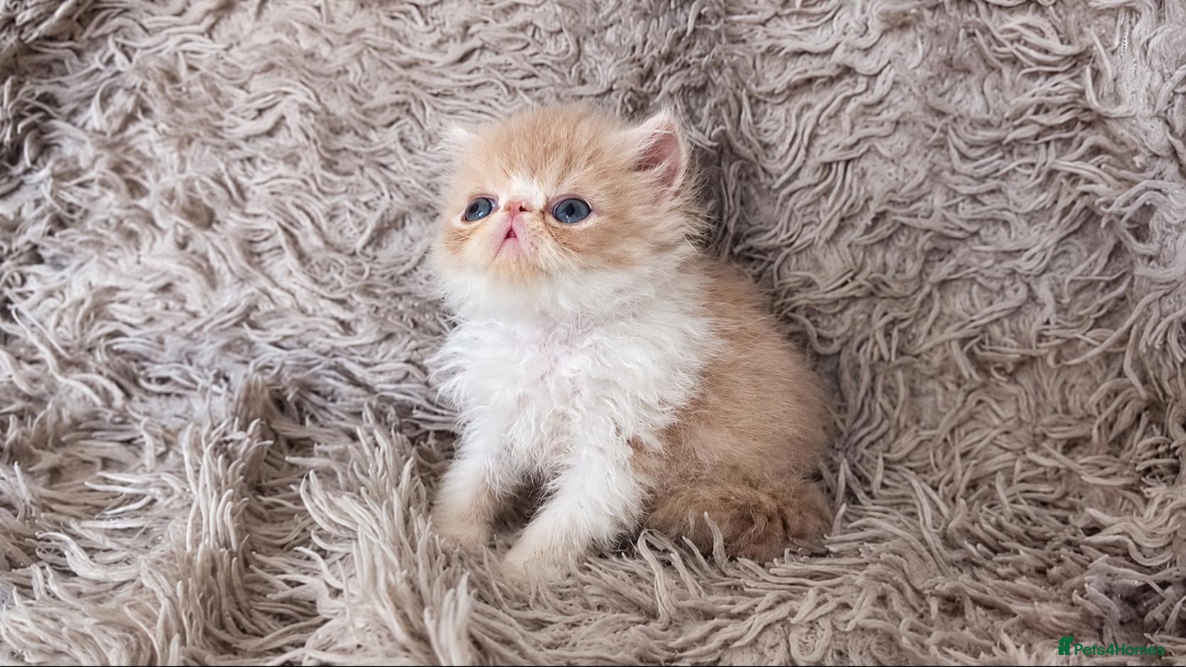 Persian cats Beautiful Persian kittens - Advert 1