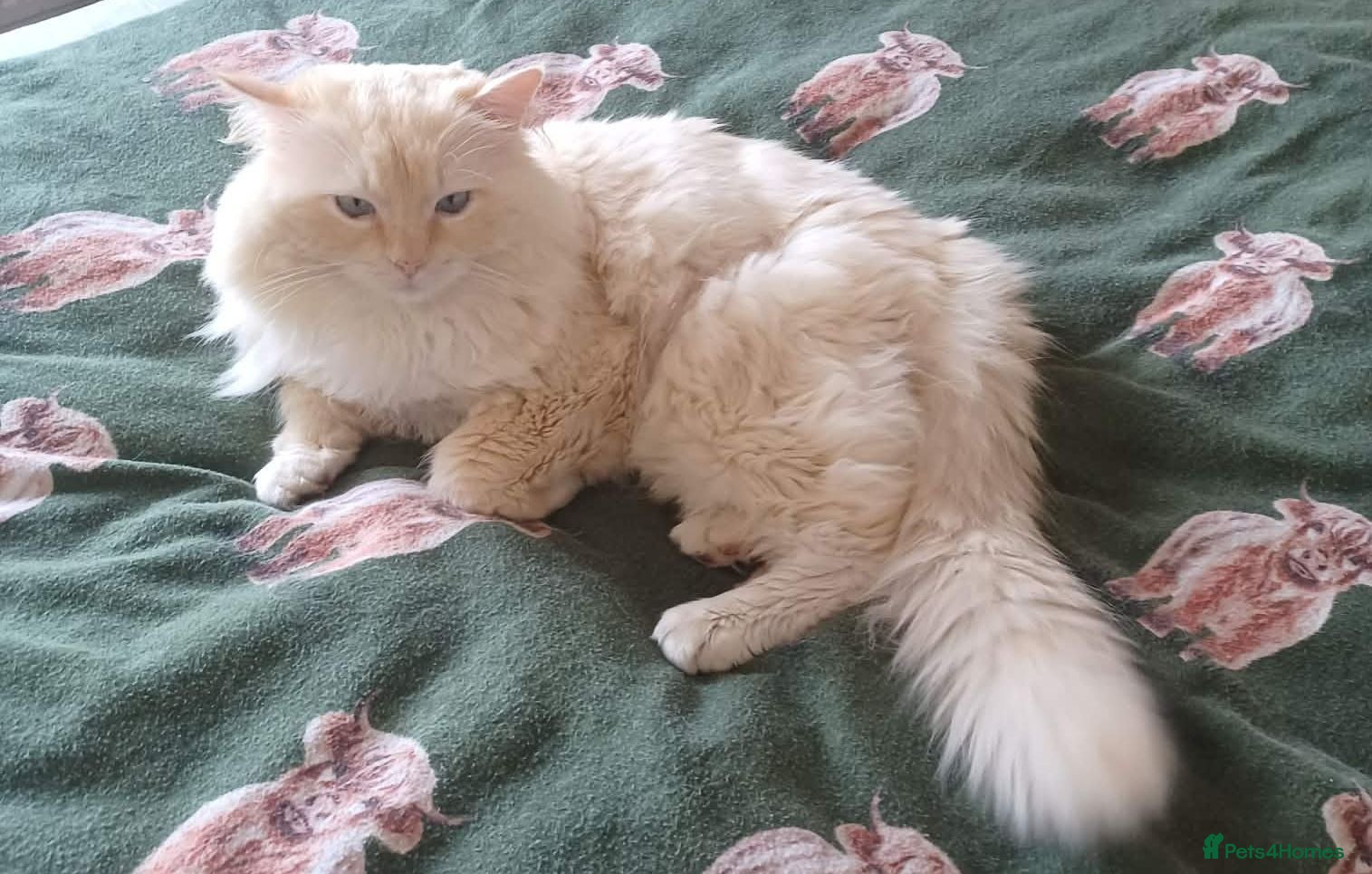 Ragdoll cats 🐱 Stud Available – Ragdoll (West Midlands) - Advert 1