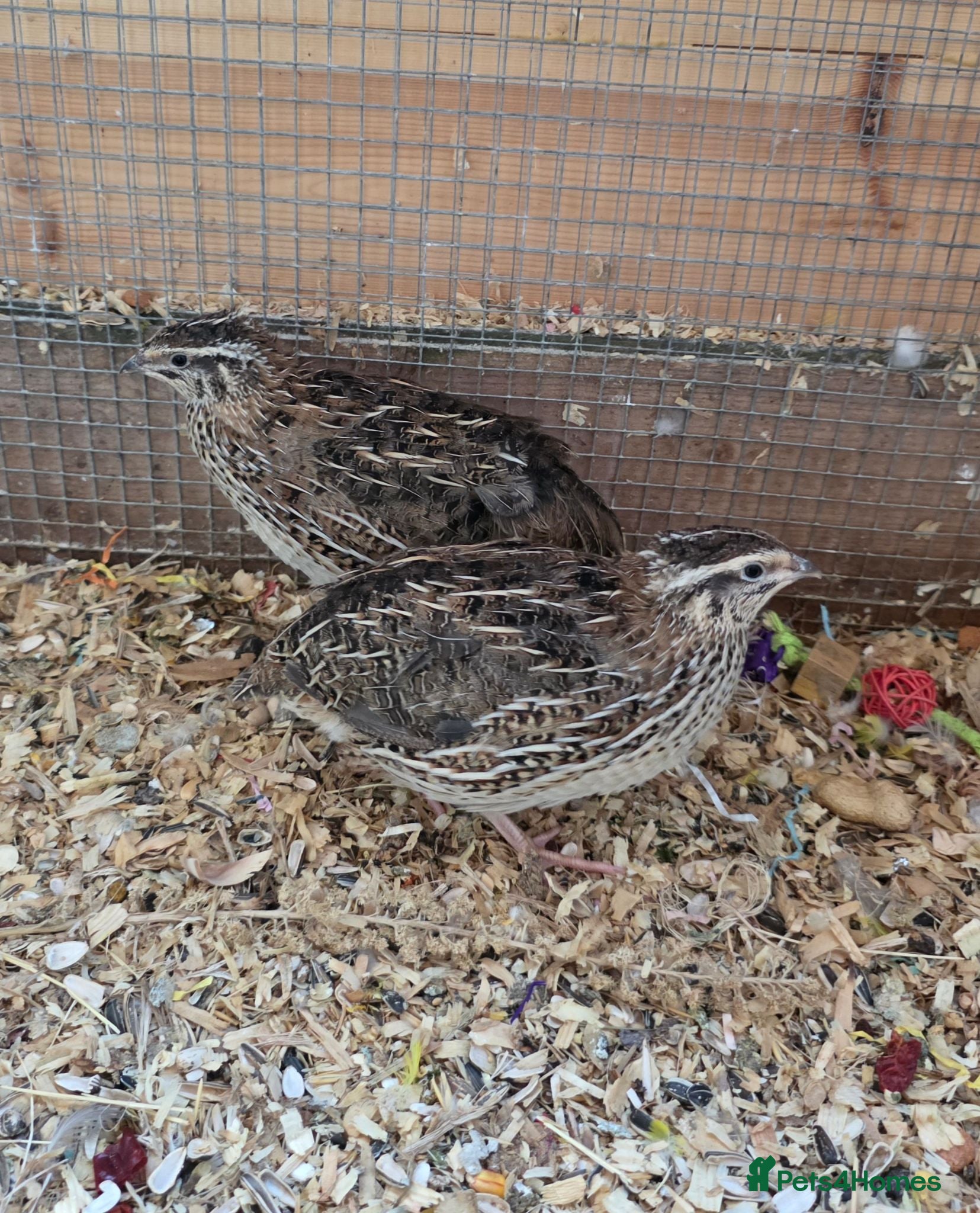 Softbills birds 3 female Japanese quails - Advert 1
