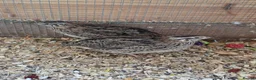 Softbills birds for sale: 3 female Japanese quails - Advert 1