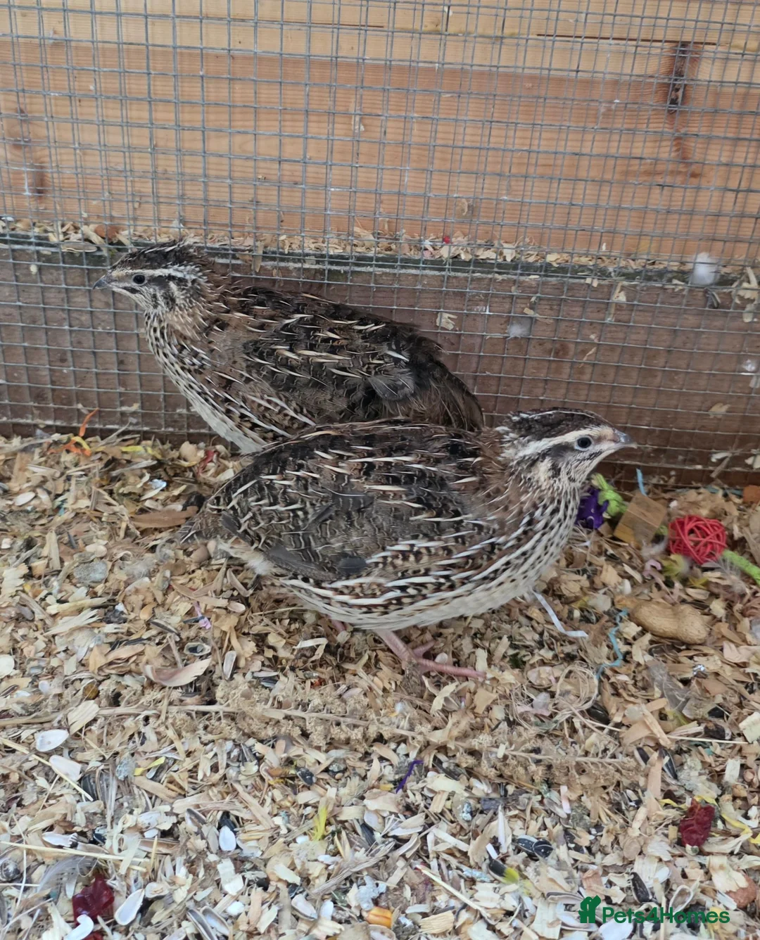 Softbills birds for sale: 3 female Japanese quails - Advert 1