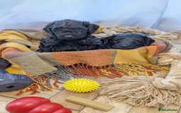 Cockapoo dogs for sale: Adorable Puppies Looking for Their Forever Homes! - Image 3