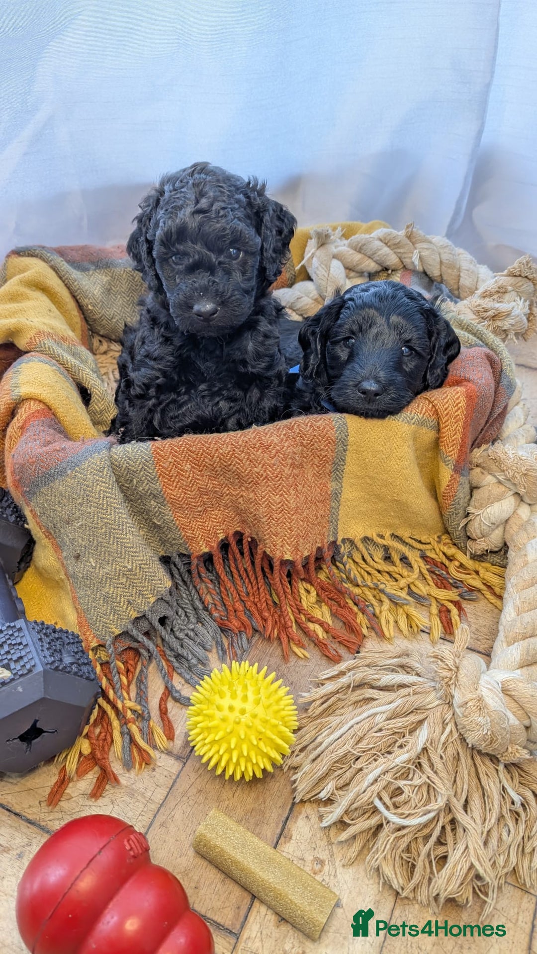 Cockapoo dogs for sale: Adorable Puppies Looking for Their Forever Homes! - Image 3