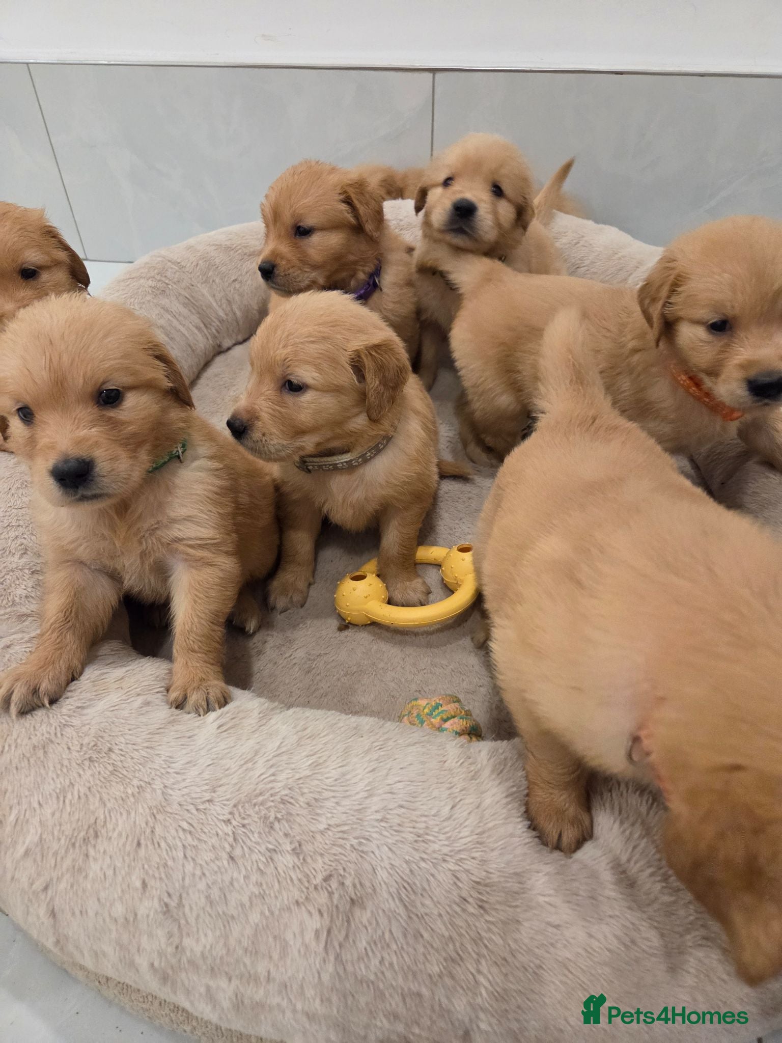 Golden Retriever dogs KC Reg Puppies, Fully Health-Tested Parents 🐾 - Advert 1