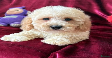 Maltipoo dogs - Advert 1