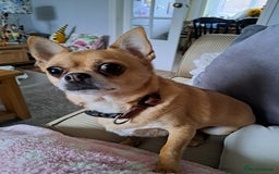 Chihuahua dogs for sale: Chihuahua neutered male - Image 2