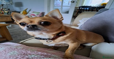Chihuahua dogs - Advert 13