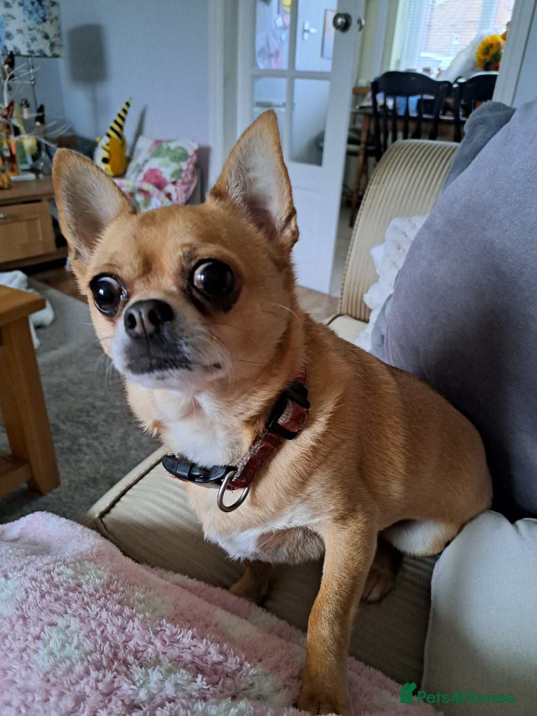 Chihuahua dogs for sale: Chihuahua neutered male - Image 2