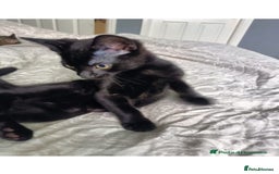 Mixed Breed cats for sale: Two Adorable Kittens, ready for their forever home - Image 3