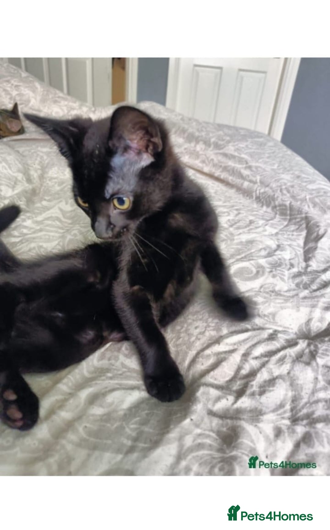 Mixed Breed cats for sale: Two Adorable Kittens, ready for their forever home - Image 3