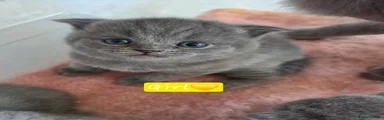 Scottish Fold 4