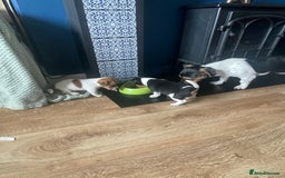 Jack Russell dogs for sale: Jack Russel Pups Short Legged - Image 15