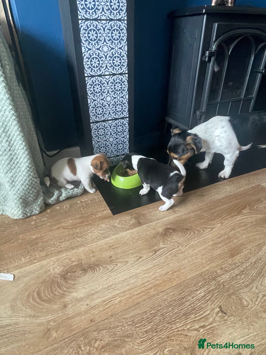 Jack Russell dogs for sale: Jack Russel Pups Short Legged - Image 15