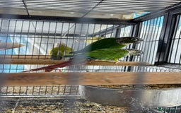 Parrots birds for sale: Parrot for sale Glasgow  - Image 7