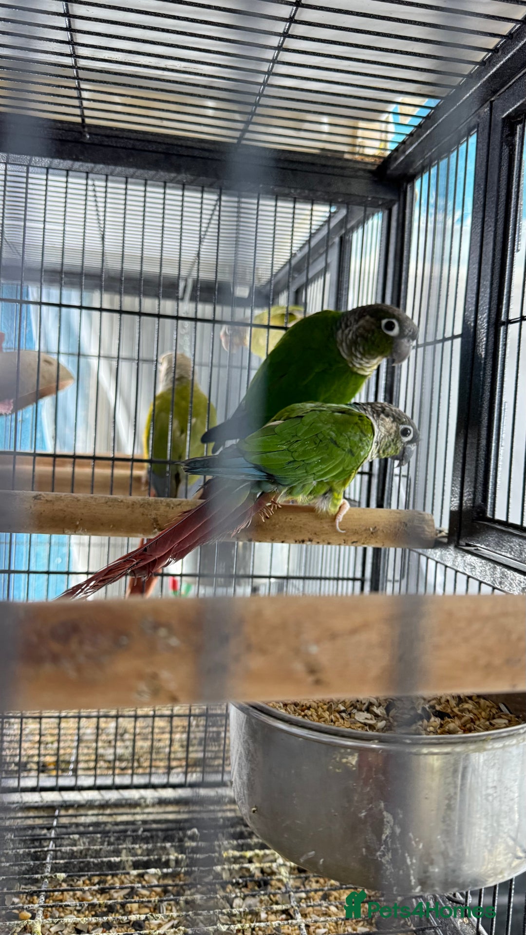 Parrots birds for sale: Parrot for sale Glasgow  - Image 7