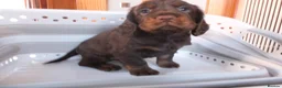 Cocker Spaniel dogs for sale: Working Cocker Spaniels - Advert 12