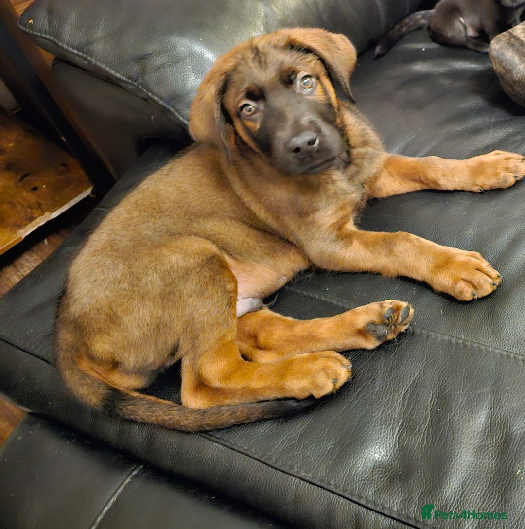 Mixed Breed dogs for sale: German shepherd cross puppy  - Advert 6