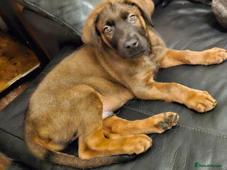 Mixed Breed dogs German shepherd cross puppy - Advert 2