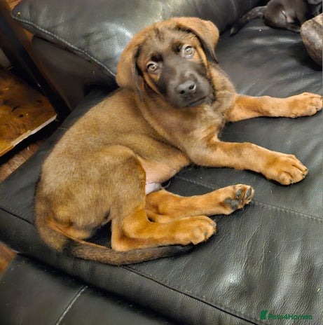 Mixed Breed dogs German shepherd cross puppy - Advert 2