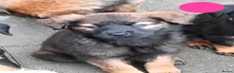 Mixed Breed dogs for sale: Masakiweiler (mastiff x akita x rottweiler) pups - Advert 6