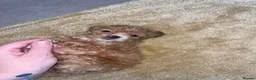 Maltipoo dogs for sale: Tiny toy teddy faced Maltipoo puppies  - Advert 15