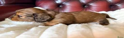 Miniature Dachshund dogs for sale: Show type mini longhair Boy from Crufts finalist  - Advert 5