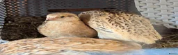 Quail poultry for sale: Range of quail available and fertile eggs  in Llandrindod Wells - Advert 3