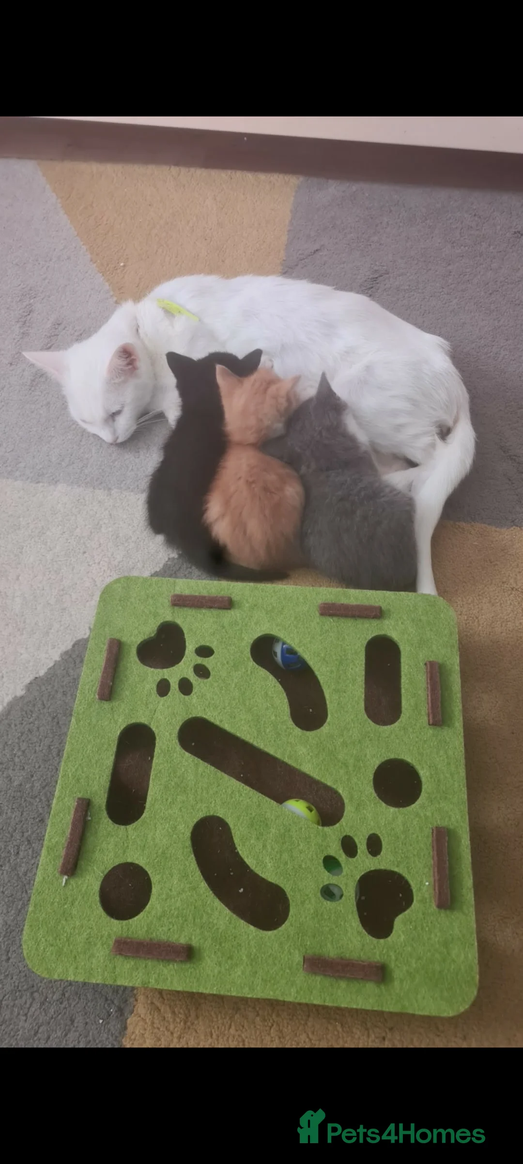 Mixed Breed cats for sale: Calico+ British shorthair  - Advert 20