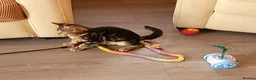 Bengal cats for sale: Bengal beatiful kittens ready for new home 🐱🏠🐾  - Advert 6