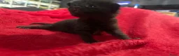 Mixed Breed cats for sale: Fabulous kittens for sale! - Advert 11