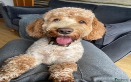 Cockapoo dogs for sale: Cockapoo for Re-Home  - Image 2