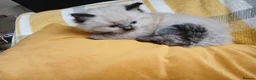 Ragdoll cats for sale: GCCF Ragdoll kittens available 28th June.  - Advert 14