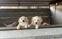 Golden Retriever dogs for sale: Golden retriever puppies for sale - Image 13